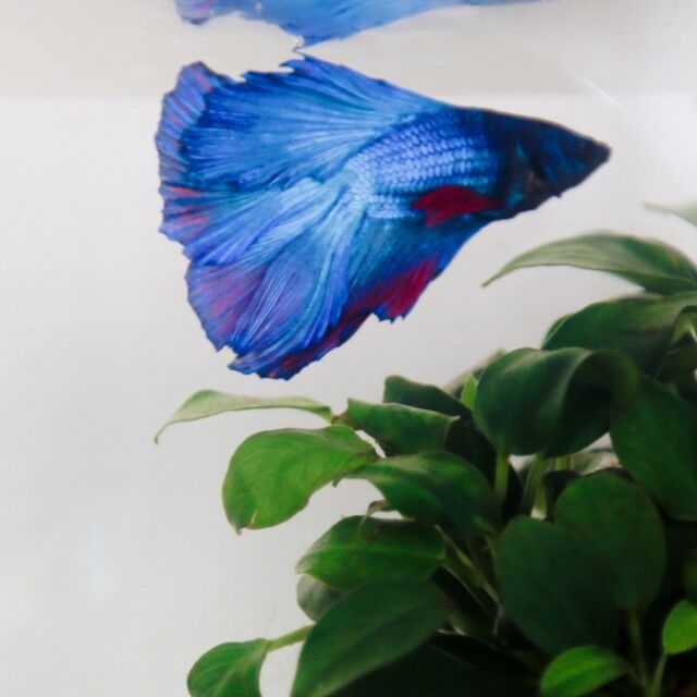 息子くんの熱烈な「育てたい熱」に押されて、淡水魚「ベタ」を飼うことになりました🐠

生まれたときから、愛犬2匹に囲まれていた息子くん……。2犬さんが虹の橋を渡ったのちも、ずーーっと「また、犬と暮らしたい」と言っております。

彼の気持ちはわかるのだけど、わたし的にまだ、ふわふわした人たちを迎える心の準備ができていません（心のどこかで比べてしまうのだろうな……と思ってしまう）

最近は、「魚を育てたい」と変化球を投げてくるようになって（わたしが当分、ふわふわしたものを育てるつもりがないと悟ったらしい）、悩みに悩んだものの、「それほどいうなら……（魚なら、ふわふわしてないし……）」と決断した次第です。

これまで、夜店の金魚とかメダカとかしか育てたことがないので、アクアリウムショップの店員さんにアドバイスをもらいながら、親子で恐る恐るお世話している日々なのでした。

ブログを更新しています＆プロフのリンクからアクセスできます👆👀
@key.saito

#ベタ #ダブルテール #熱帯魚 #狭いリビングダイニング #東京都心のマンション暮らし #狭小マンションの片づけ #片づけのプロ #ライフオーガナイザー #keyspace #キースペース #スモールスペース #狭小住宅 #狭くても快適に #ものが多くてもできるコンパクトな暮らし #狭くてもすっきり暮らせるコツ #tokyolife #tokyointerior #smallspaces #professionalorganizer